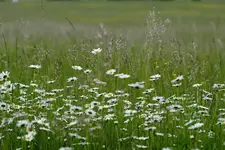 Wiesen Margerite.webp