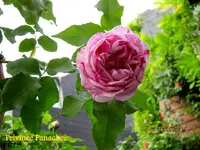 IMG_4694.webp
