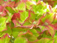 DSCN8735.webp