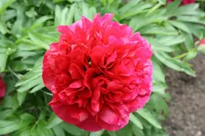 IMG_5370.jpg