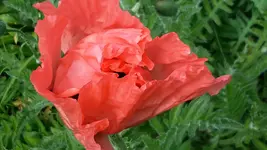 20150527_164422.webp