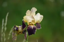 DSC01252.webp