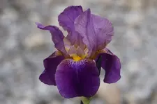 DSC01274.webp