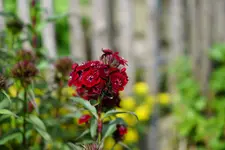 Bartnelke rot.webp