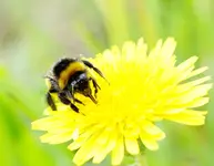 Hummel an Löwenzahn.webp