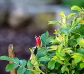 Rosaria d' Heye.webp