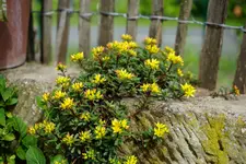 Sedum gelb.webp