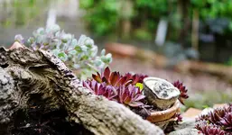 Semperviven.webp