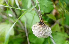 Wespe baut Nest.webp