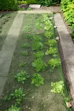 Salatbeet (2).webp