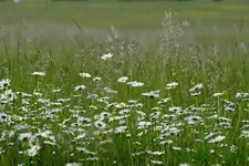 Wiesen Margerite.webp