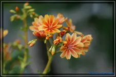 comp_DSC03586.webp