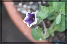comp_DSC03589.webp
