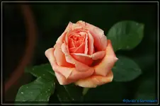 comp_DSC03581.webp