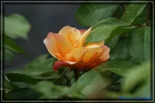 comp_DSC03583.webp