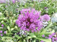 Bilda004.webp