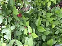 image.webp