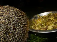 DSCF9023.webp