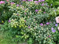 2015-05-24            Ton in Ton.webp