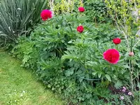 2015-05-24           Jaaa  Pfingstrose.webp