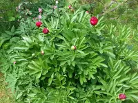 2015-05-24     Jahrzehnte alt!.webp