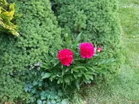 2015-05-24   vereinnahmt, aber frei.webp