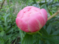 P1390364.webp
