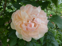 P1400319.webp