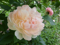 P1400318.webp