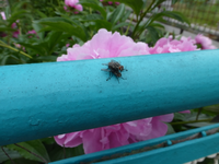 P1410049.webp