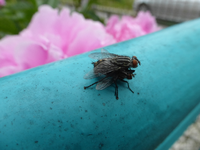 P1410051.webp