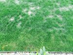 1 Komatöser Rasen in der dritten Woche.jpg
