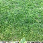 2 Komatöser Rasen Nachsaat.jpg