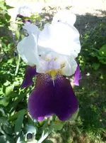 P1390219.webp