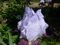 P1390218.webp