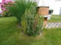 2015-05-28 Garten - Bild 6 von 13.webp