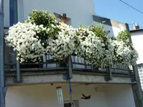 P1020515.webp