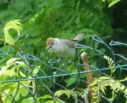 P1410141.webp