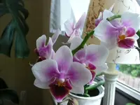 Orchidee.webp