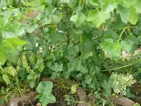 k-P1090322.webp