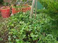 k-P1090323.webp