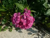 k-P1090325.webp