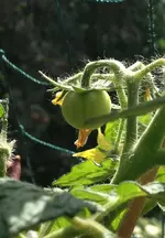 Balkontomate.webp
