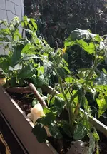 Balkontomaten pflanzen.webp