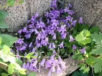 k-P1090327.webp