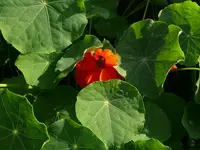 k-P1090332.webp