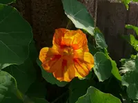 k-P1090333.webp