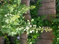 k-P1090335.webp