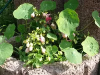 k-P1090336.webp