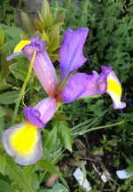 Iris rosa.webp